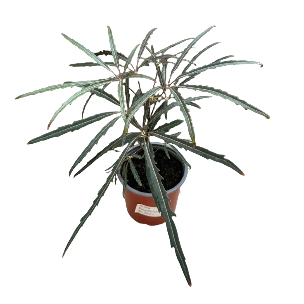Aralia Elegantisima M 13