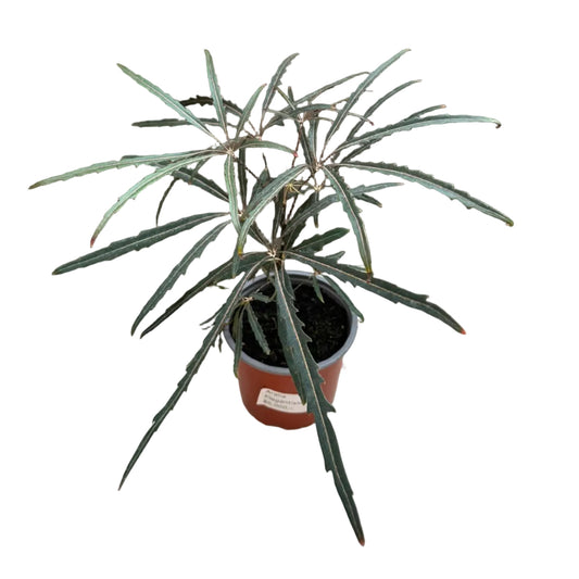 Aralia Elegantisima M 13