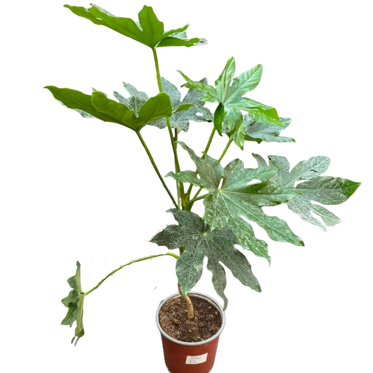 Aralia Japonica M 17