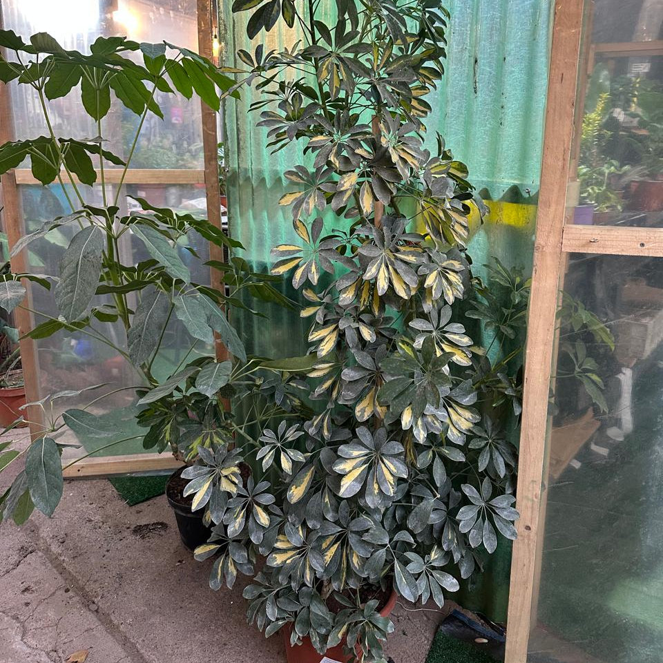 Scheflera Arboricola M 33