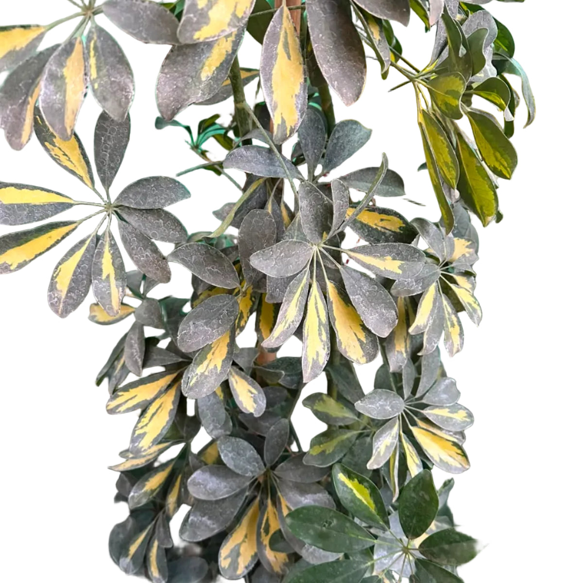 Scheflera Arboricola M 33