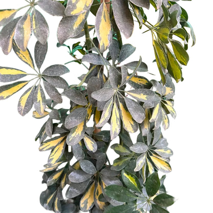 Scheflera Arboricola M 33