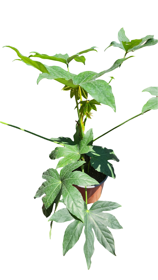 Aralia japonica Macetero N°15