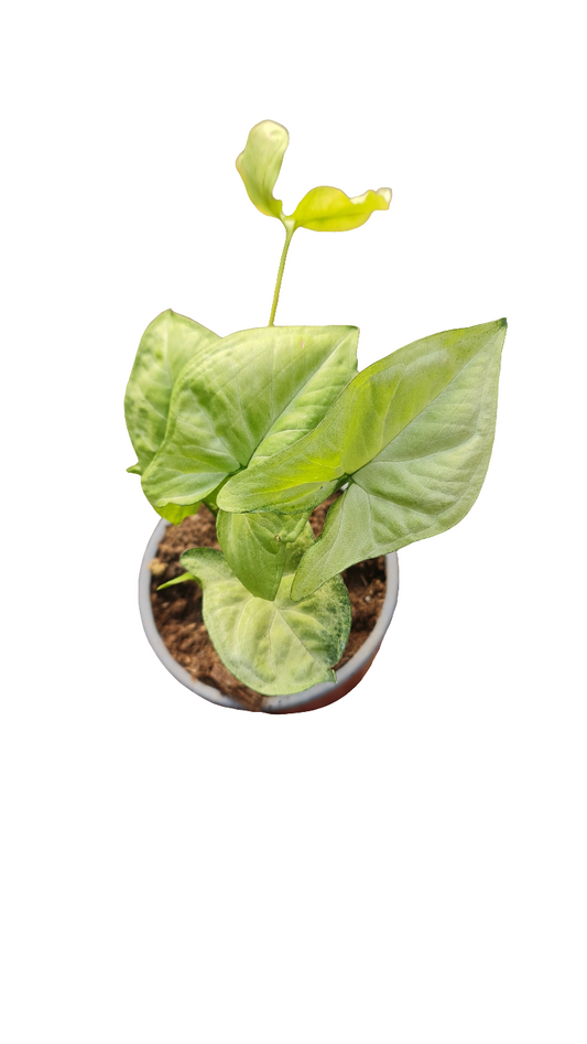 Syngonium Plateado M13