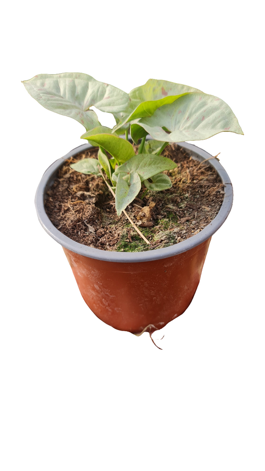 Syngonium Confettin M13