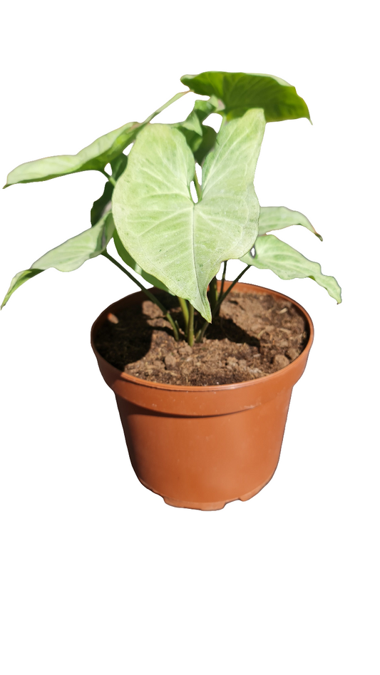 Syngonium Plateado     Macetero N°21