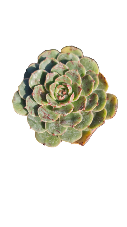 Echeveria Humberto Villa M9