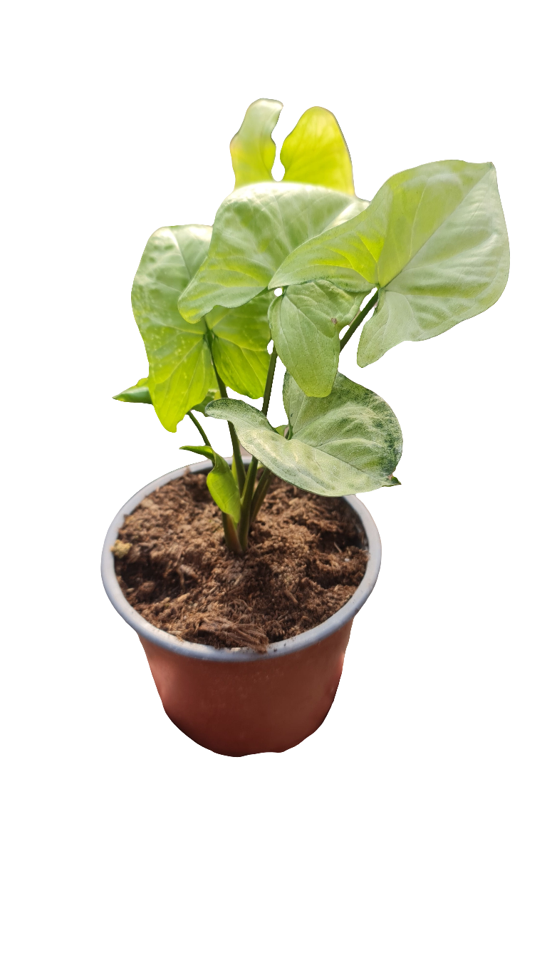 Syngonium Plateado M13