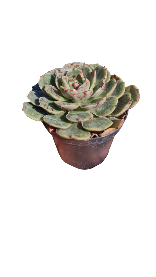 Echeveria Humberto Villa M9
