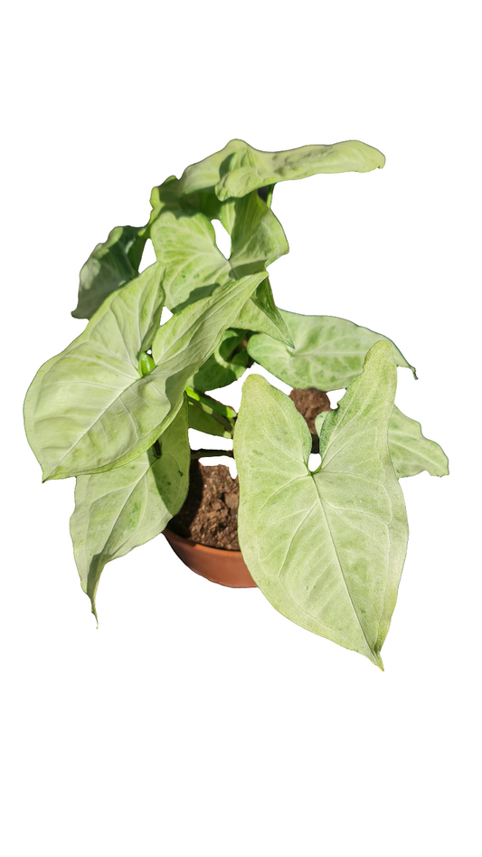 Syngonium Plateado     Macetero N°21