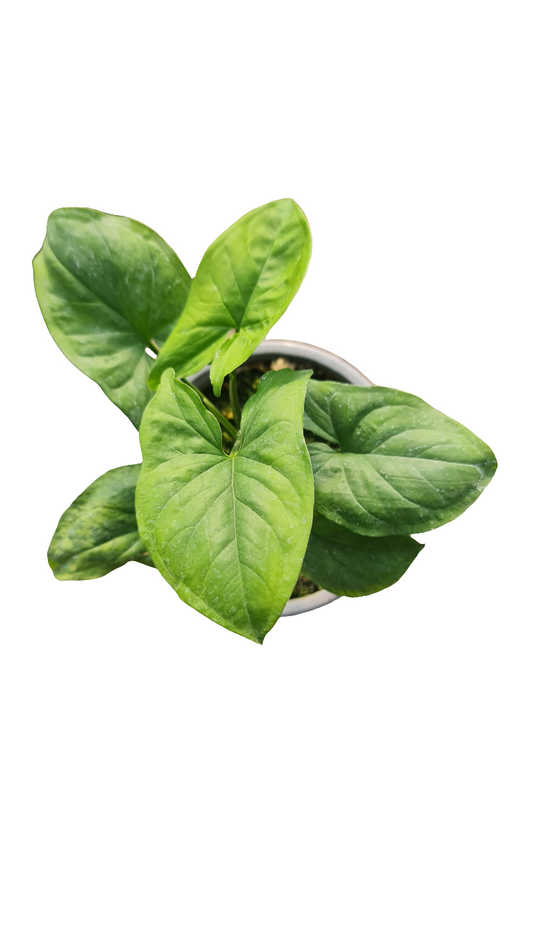 Syngonium Verde