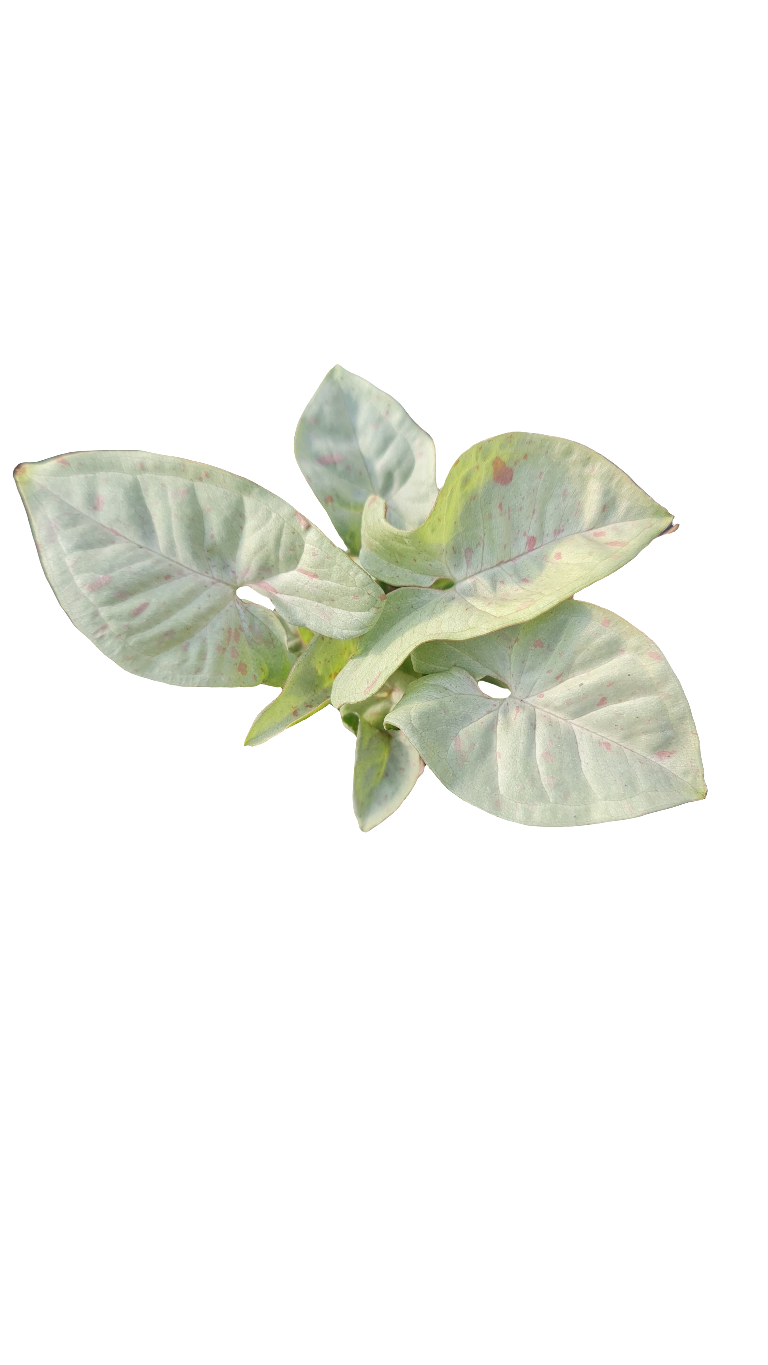 Syngonium Confettin M13