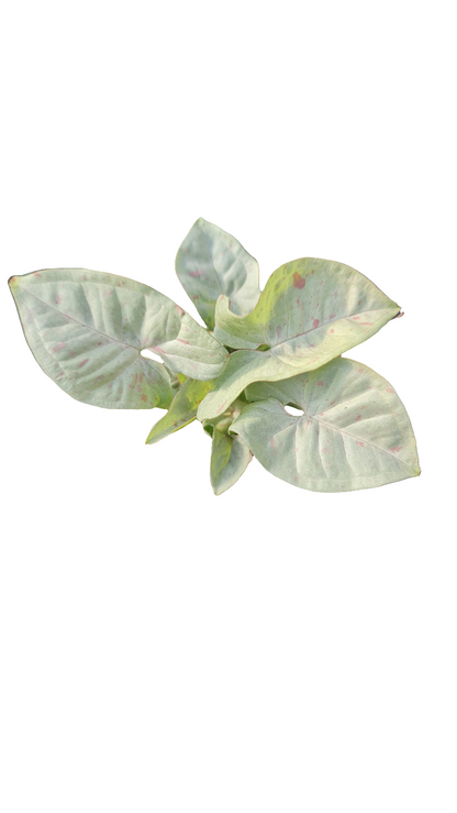 Syngonium Confettin M13