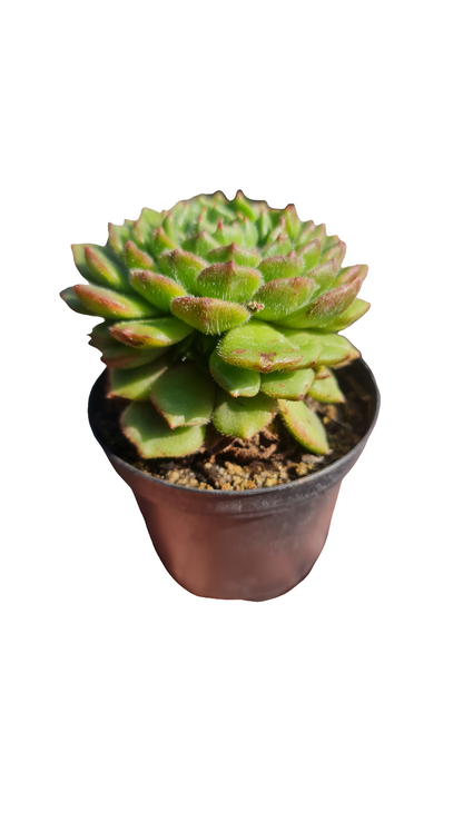 Echeveria Setosa Rose M9