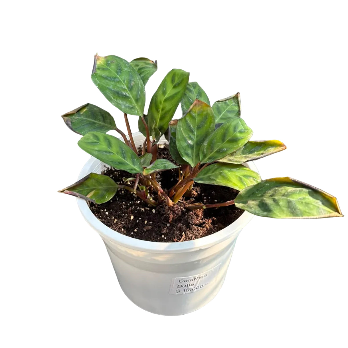 Calathea Butle M 17