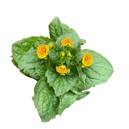 Carceolarias Amarilla M 13