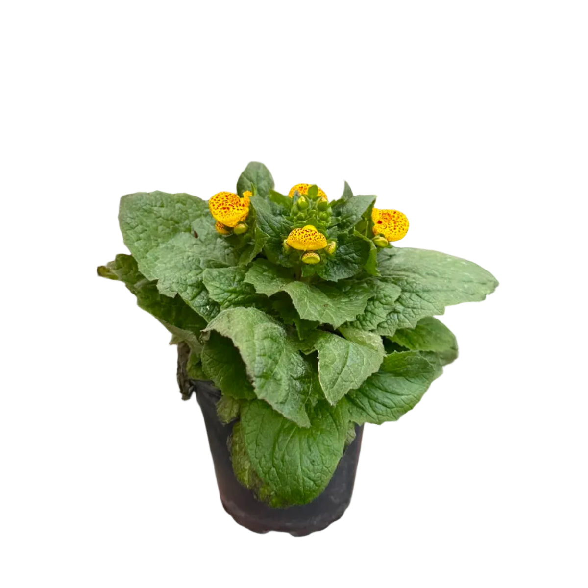 Carceolarias Amarilla M 13