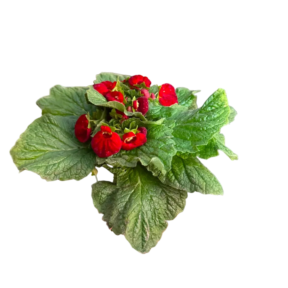 Carceolarias Rojas M 13