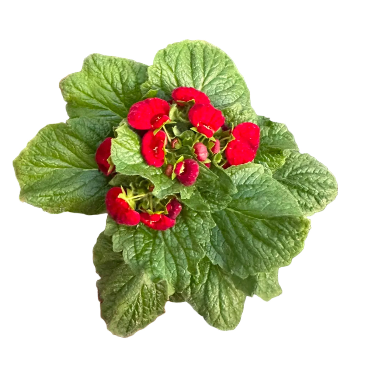 Carceolarias multicolor M 13