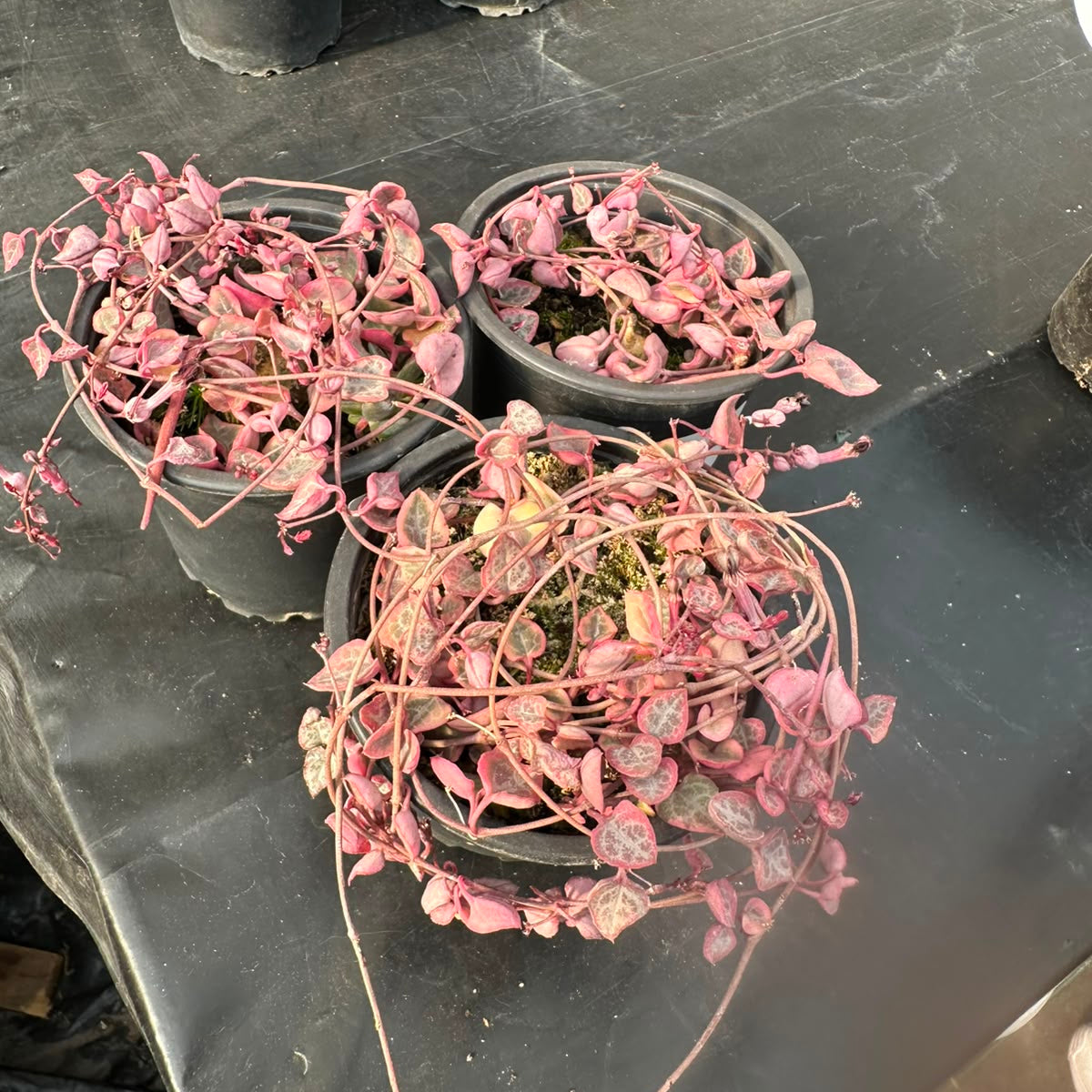 Ceropegia Variegada