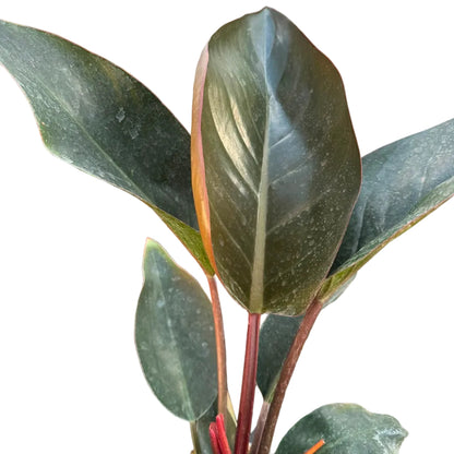 Filodendro Congo Rojo M 17