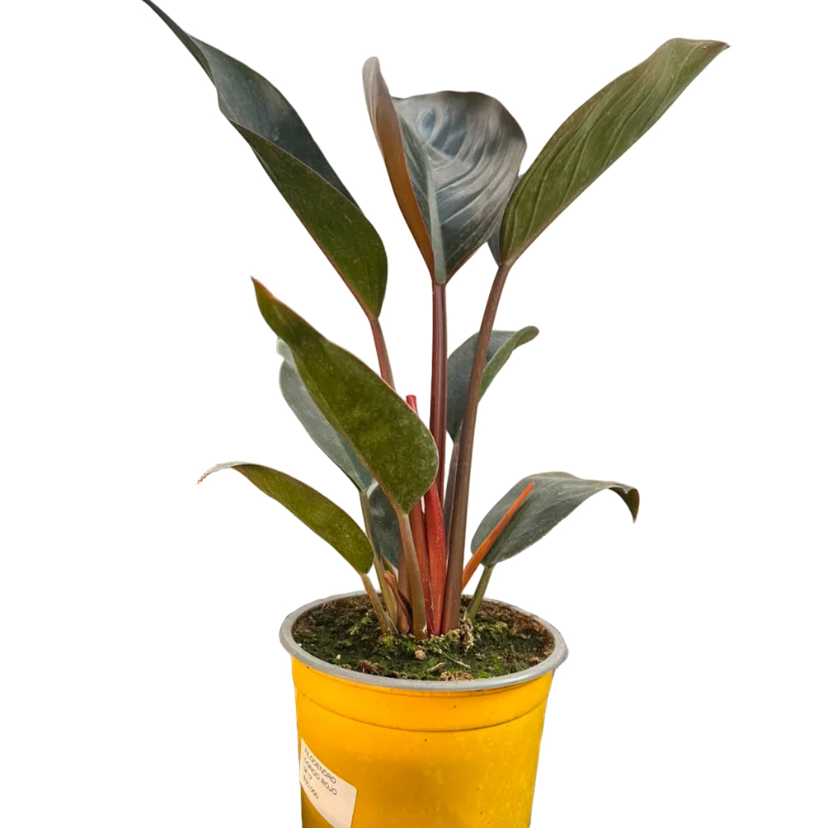 Filodendro Congo Rojo M 17