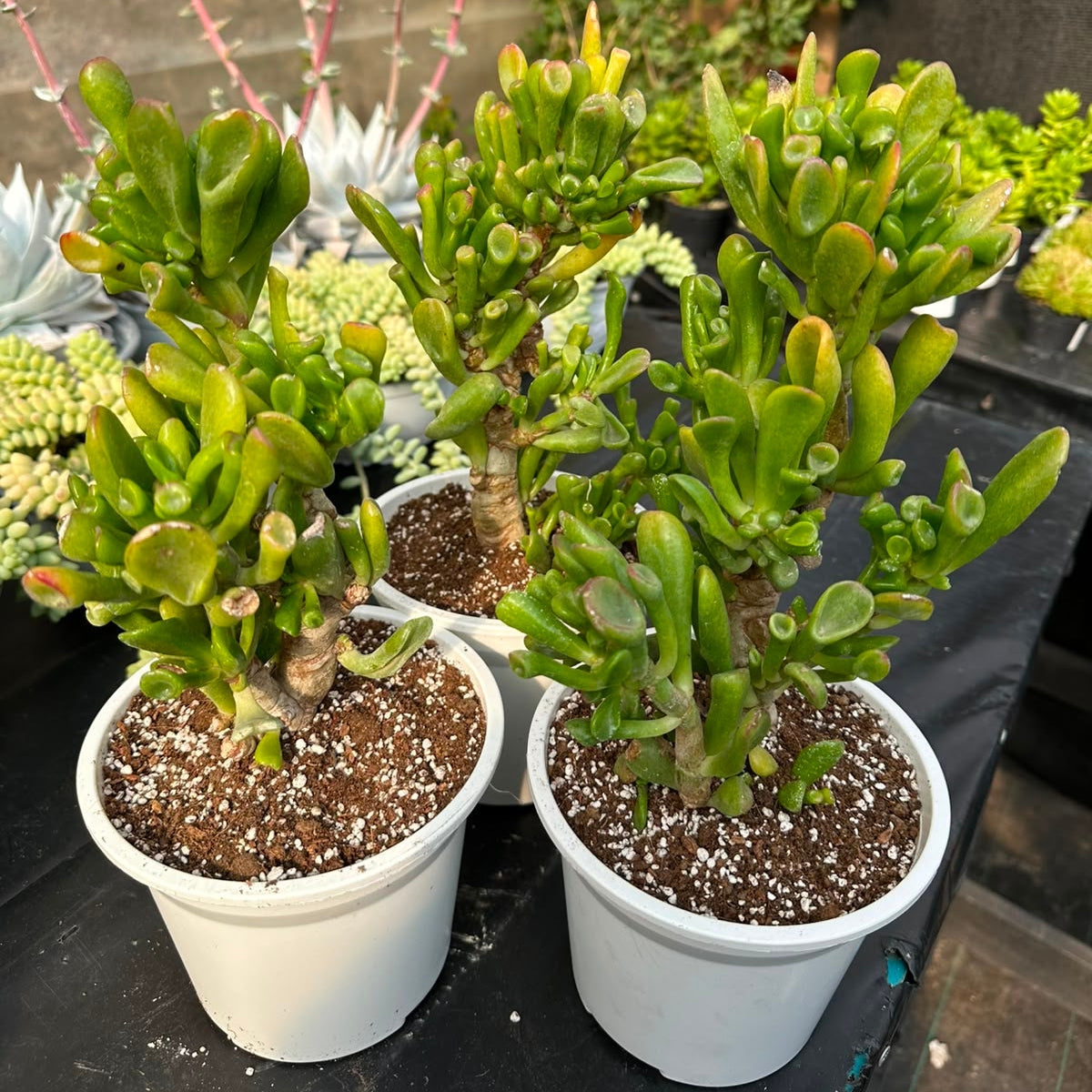Crassula Ovata Gollum (Orejas de Shrek)