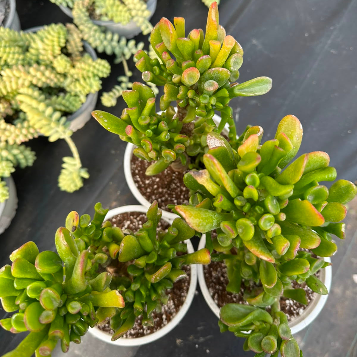 Crassula Ovata Gollum M 14