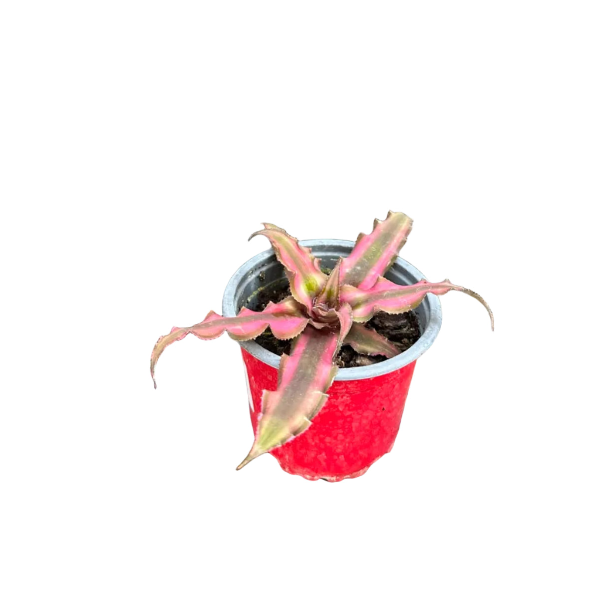 Cryptanthus Pink M 10