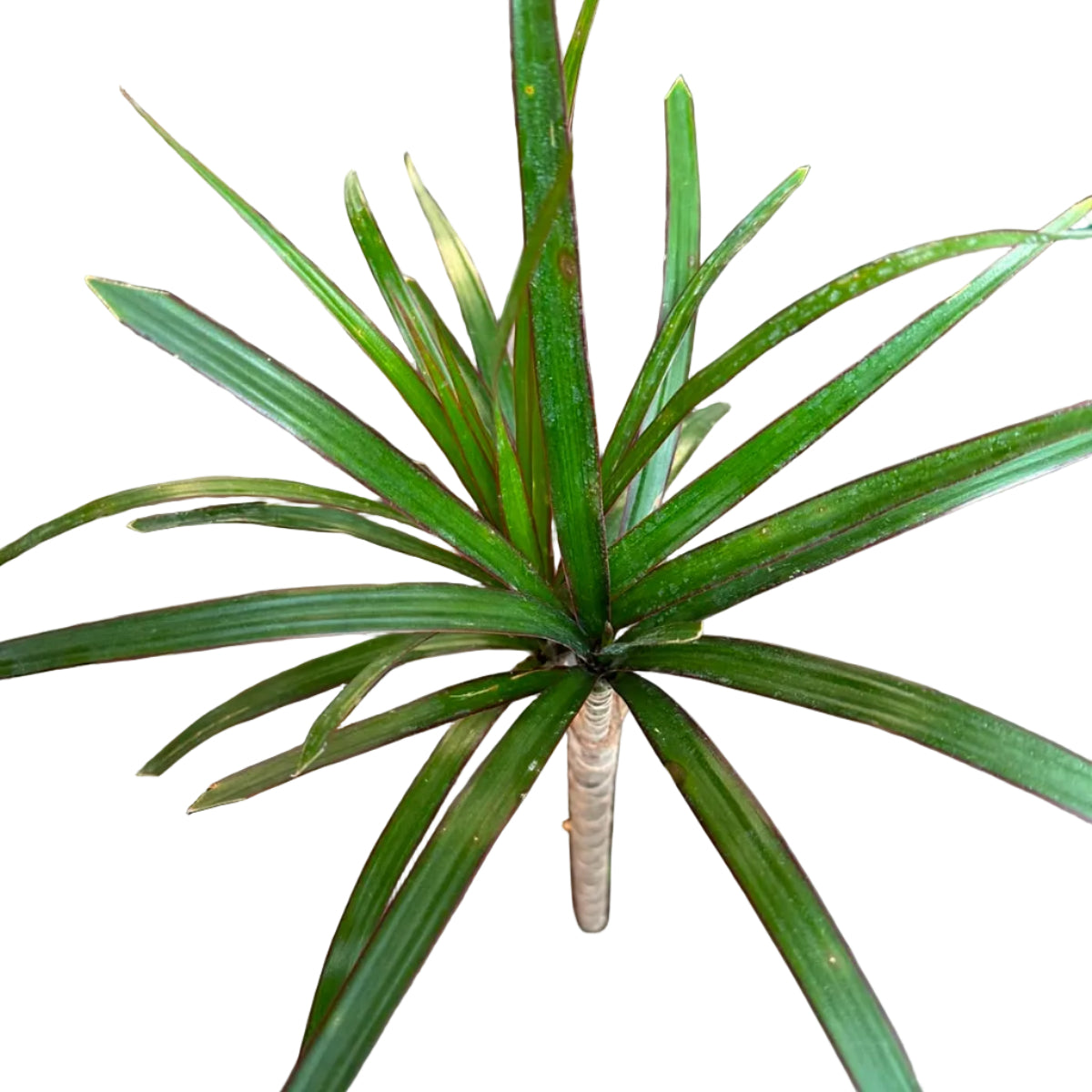 Dracena Marginata M 14