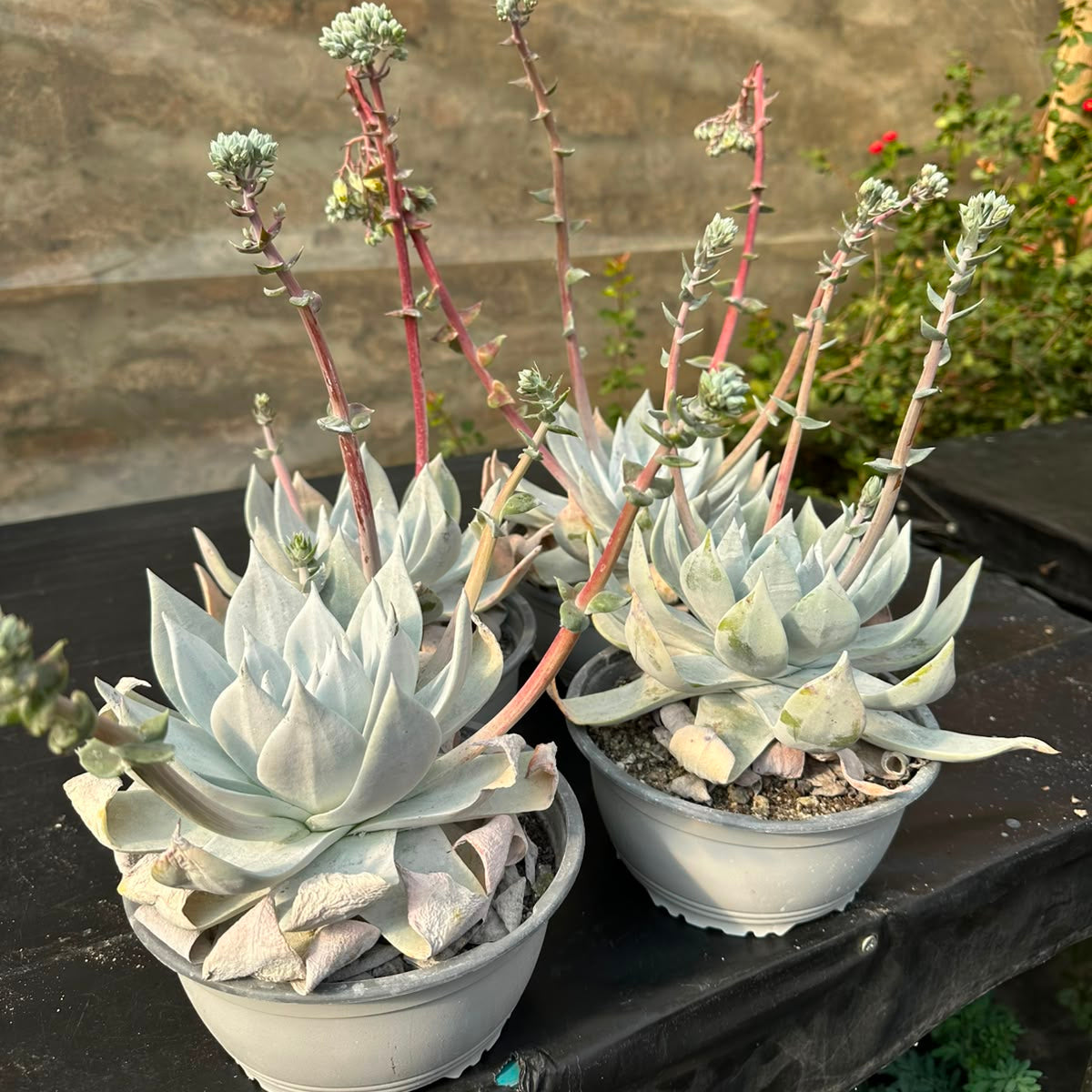 Dudleya Greenei M 15