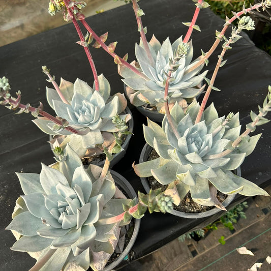 Dudleya Greenei M 15