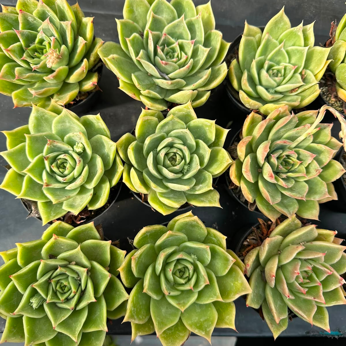 Echeveria Agavoides M 9