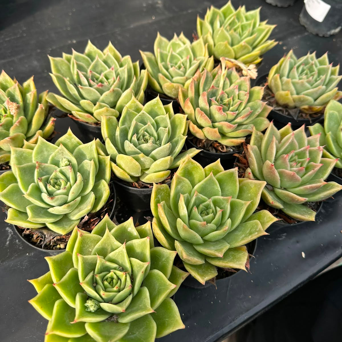Echeveria Agavoides M 9