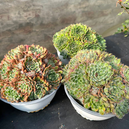 Echeverria Setosa Minor M 17