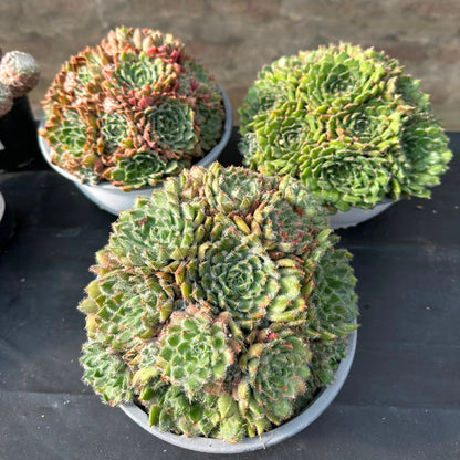 Echeverria Setosa Minor M 17