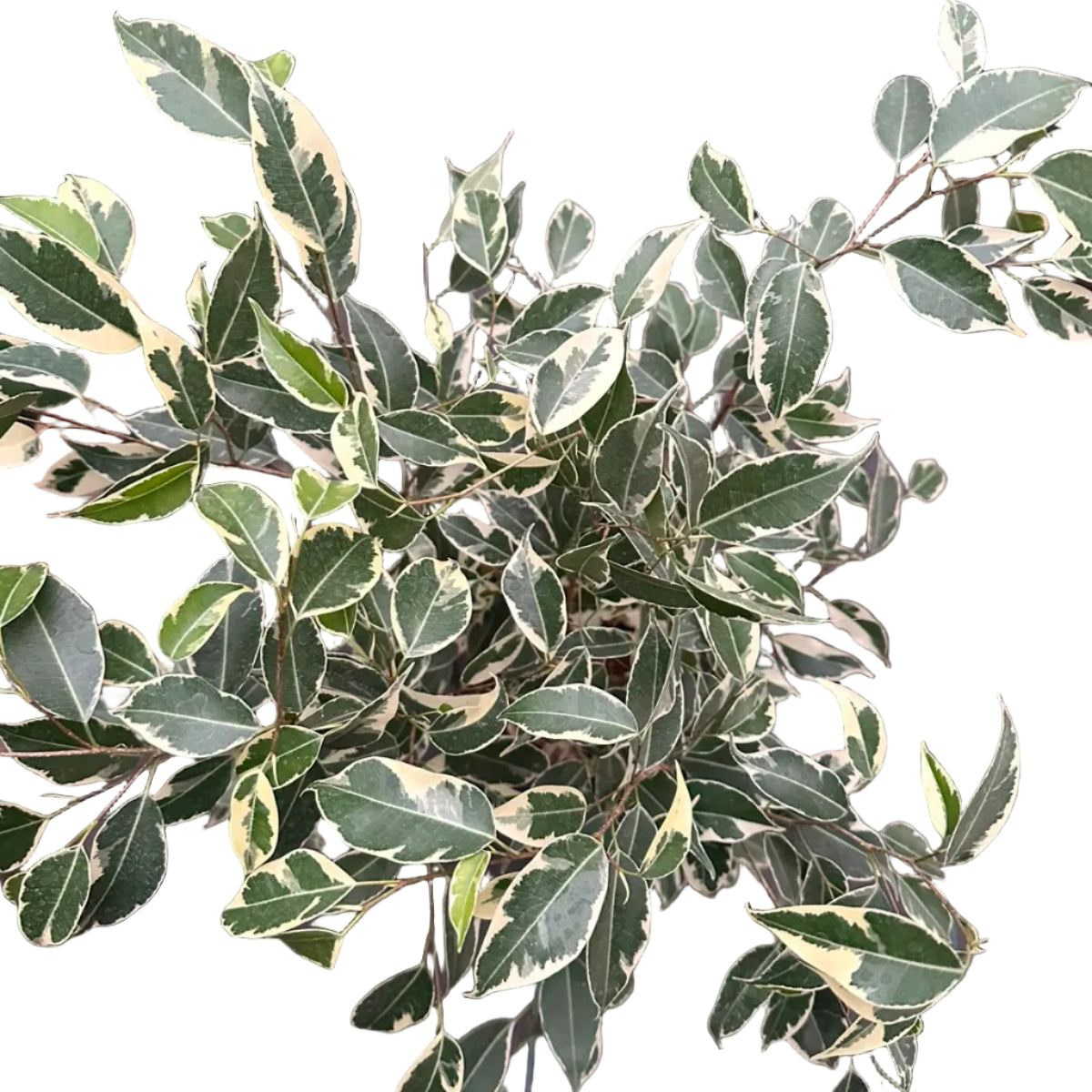 Ficus Samantha M 21