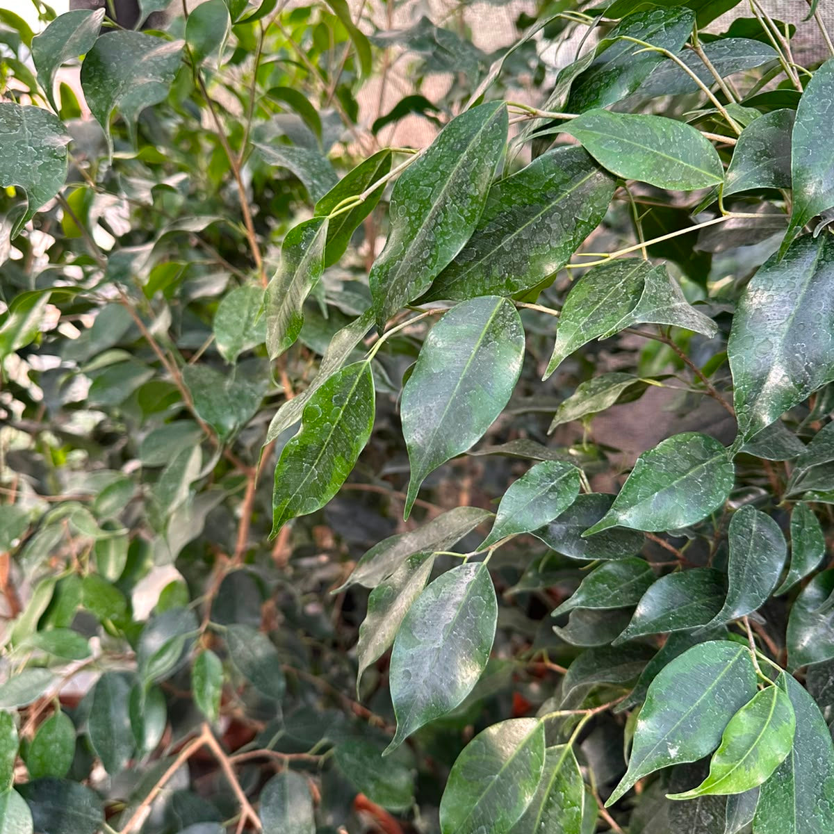 Ficus Anastasia M 21