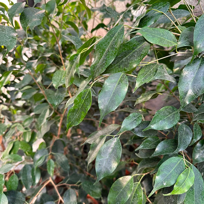 Ficus Anastasia M 21