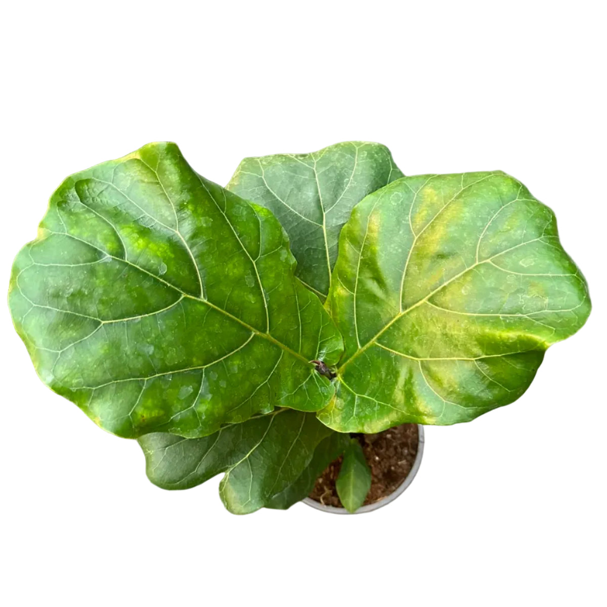 Ficus lyrata M 17