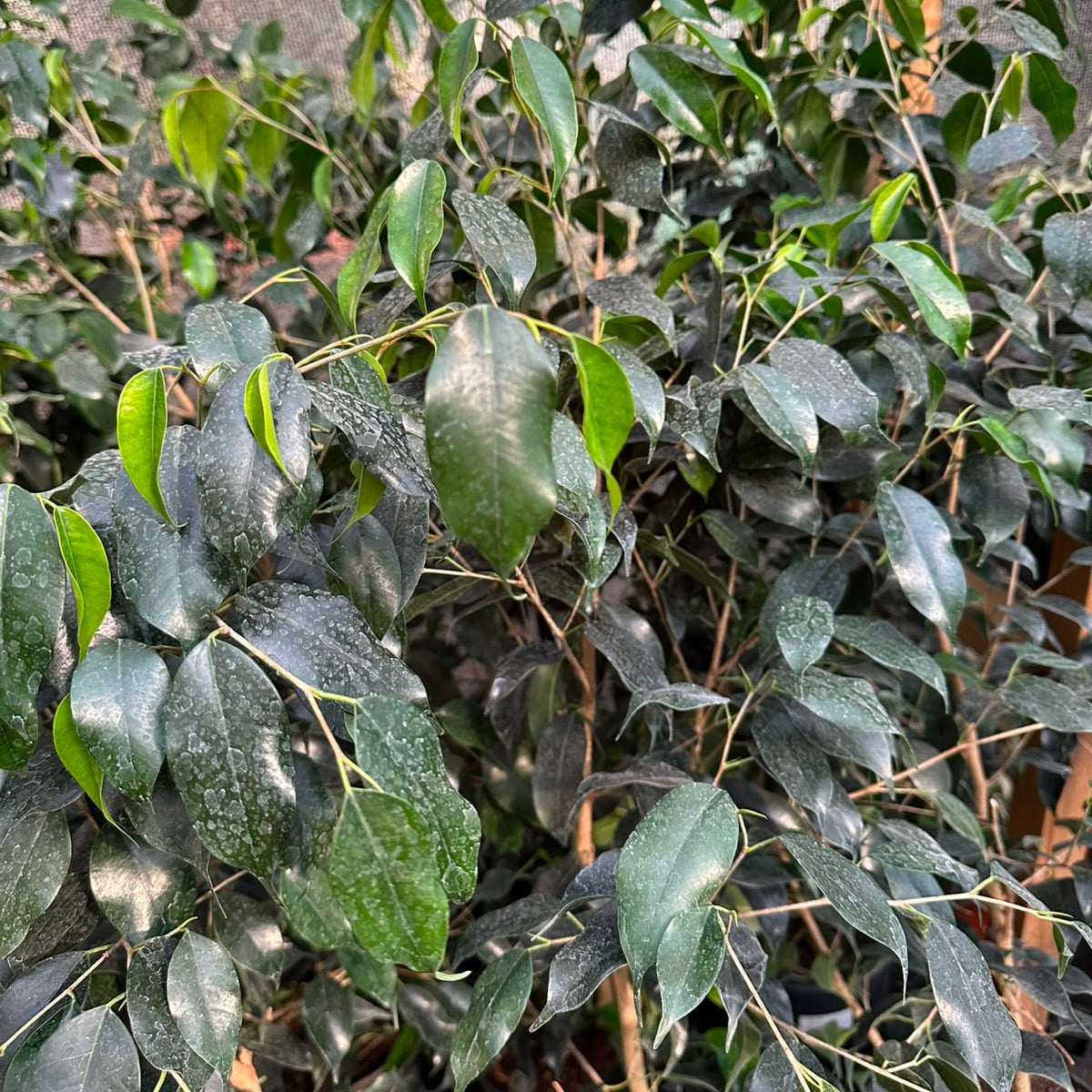 Ficus Negro M 21