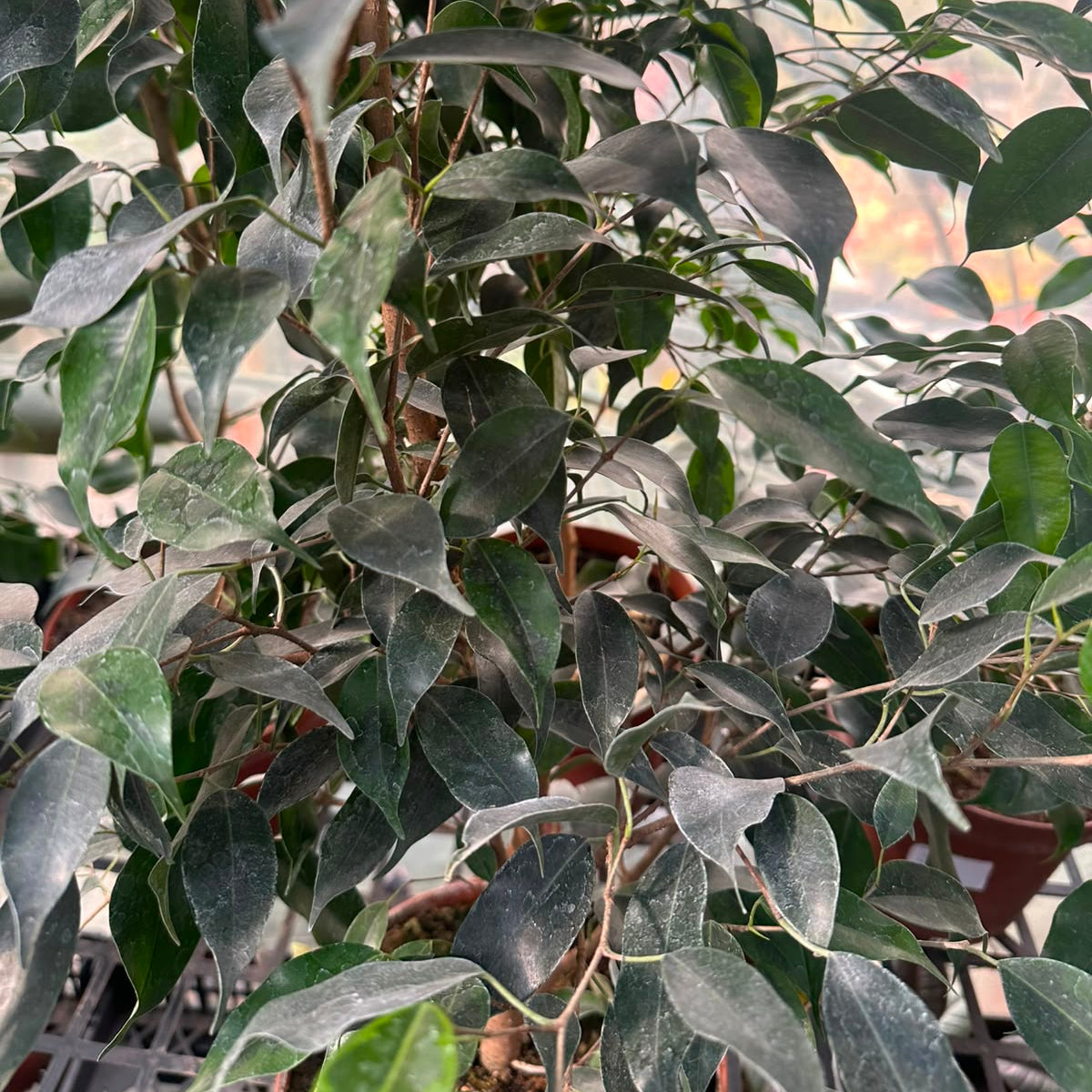 Ficus Verde M 21