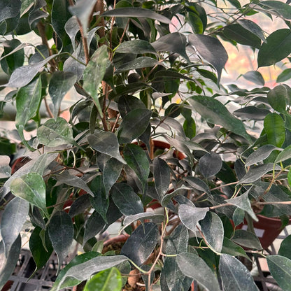 Ficus Verde M 21
