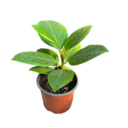 Ficus Altissima M 13