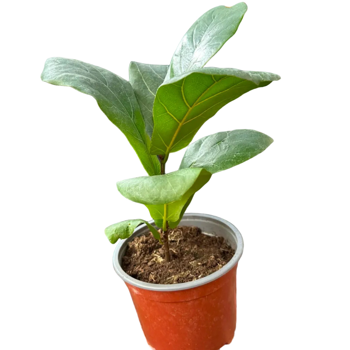Ficus Lyrata M 15