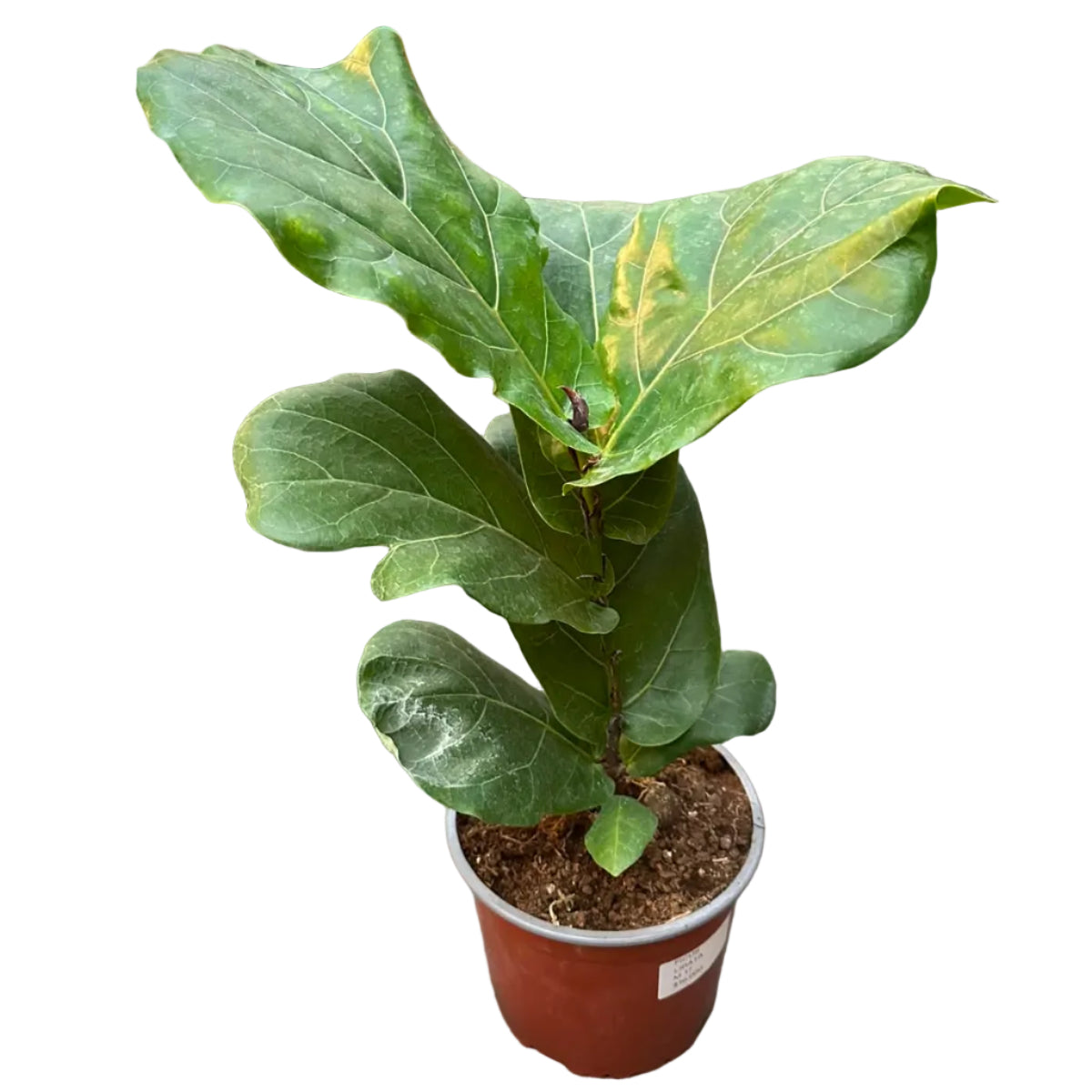 Ficus lyrata M 17
