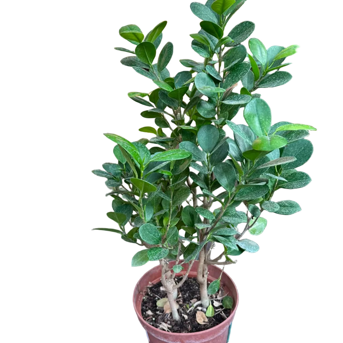 Ficus Macrocarpa M 23