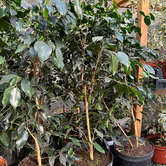 Ficus Negro M 21