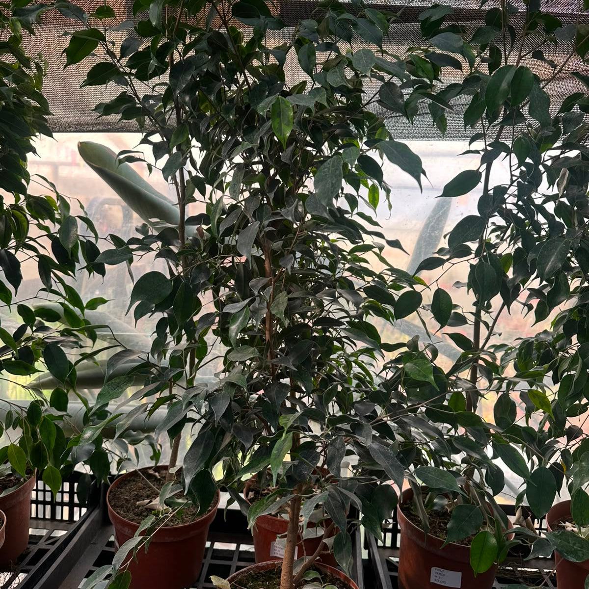 Ficus Verde M 21
