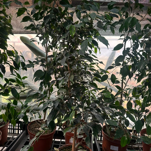 Ficus Verde M 21